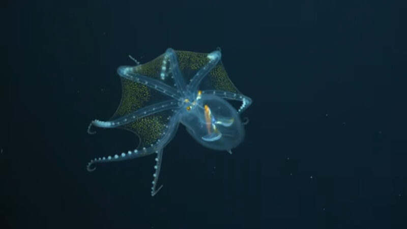 宛如深海「移動星空」 稀罕玻璃章魚驚現太平洋