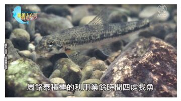 美麗心台灣：周銘泰的台灣淡水魚之旅