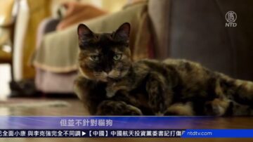 荷蘭研究：染病家庭中五分之一寵物也確診