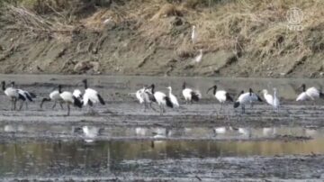 雲林濁水溪鳥群現蹤跡 野鳥協會盼勿干擾