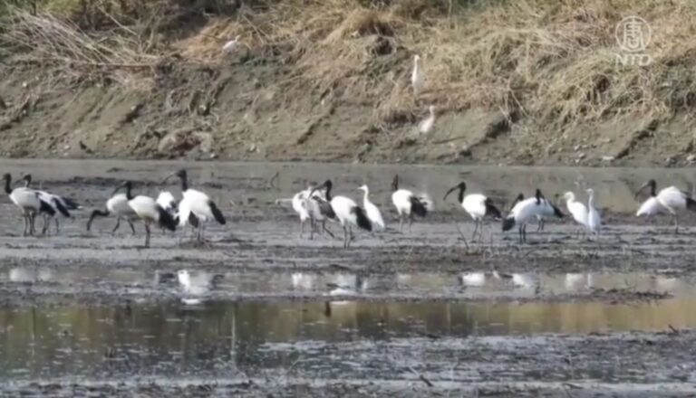 雲林濁水溪鳥群現蹤跡 野鳥協會盼勿干擾