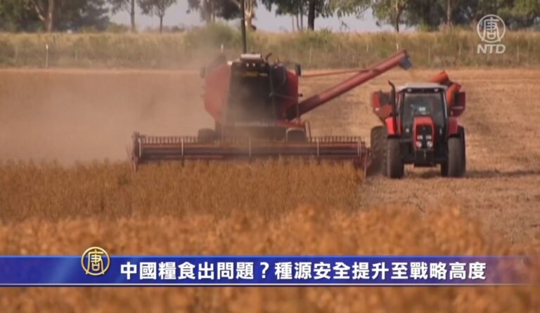 中國糧食出問題？種源安全提升至戰略高度