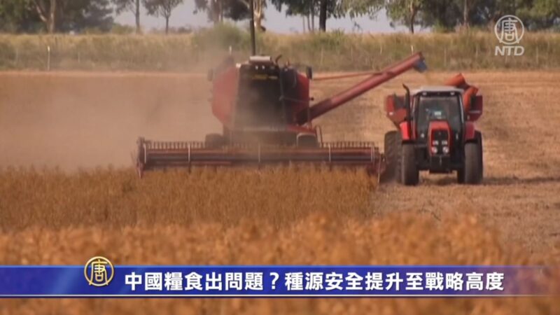 中国粮食出问题？种源安全提升至战略高度