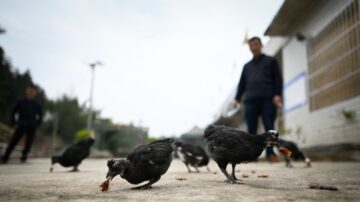 四川55歲女染H5N6禽流感離世