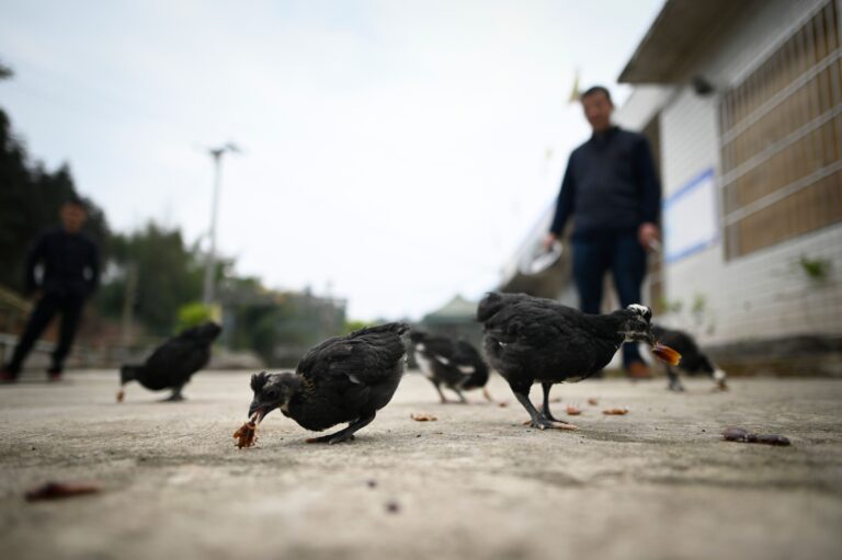 四川55歲女染H5N6禽流感離世