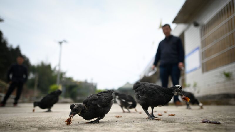 四川巴中市现人感染禽流感H5N6病例