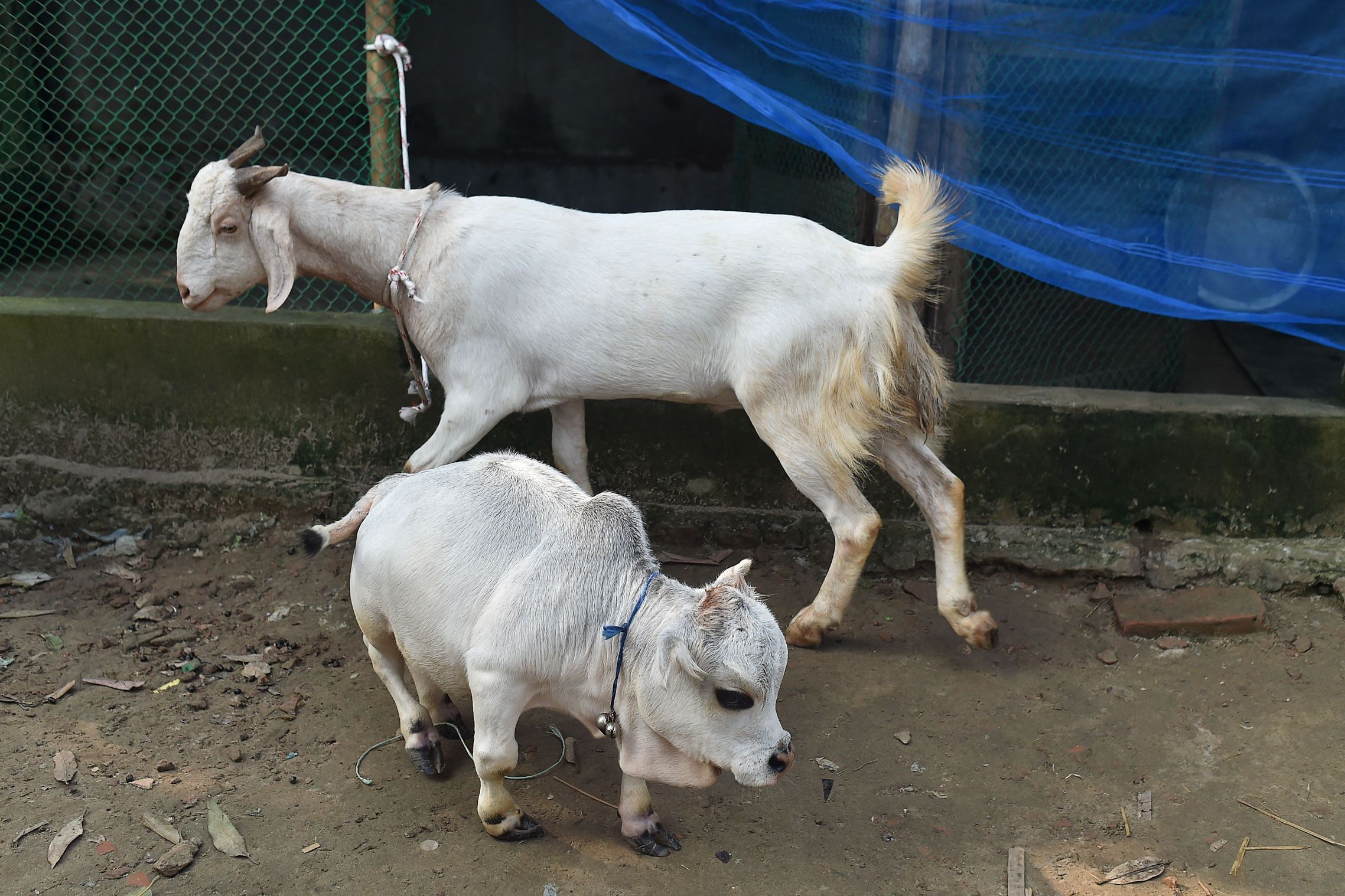 孟加拉首都達卡一頭矮牛,近日成了動物界的新星,吸引了成千上萬的民眾前往圍觀,數十家報紙和電視台也爭相報導。(MUNIR UZ ZAMAN/AFP via Getty Images)