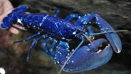 巧遇200萬分之一 美國漁夫捕獲珍稀藍色龍蝦