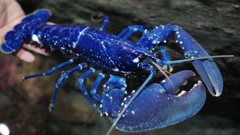巧遇200万分之一 美国渔夫捕获珍稀蓝色龙虾