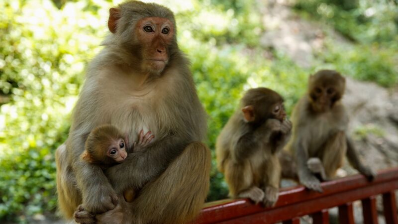 中國又出怪病 首現人類感染猴B病毒致死病例