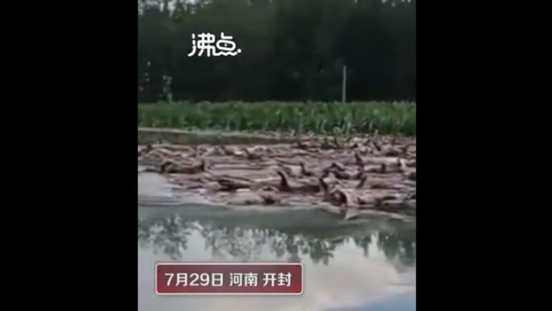 河南大雨養豬場被淹 上千死豬河上漂視頻曝光(慎入)