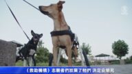 善心挽救生命 特製輪椅讓殘疾小狗重新行走