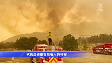 强风吹袭植被干燥 卡尔多山火迅速扩散