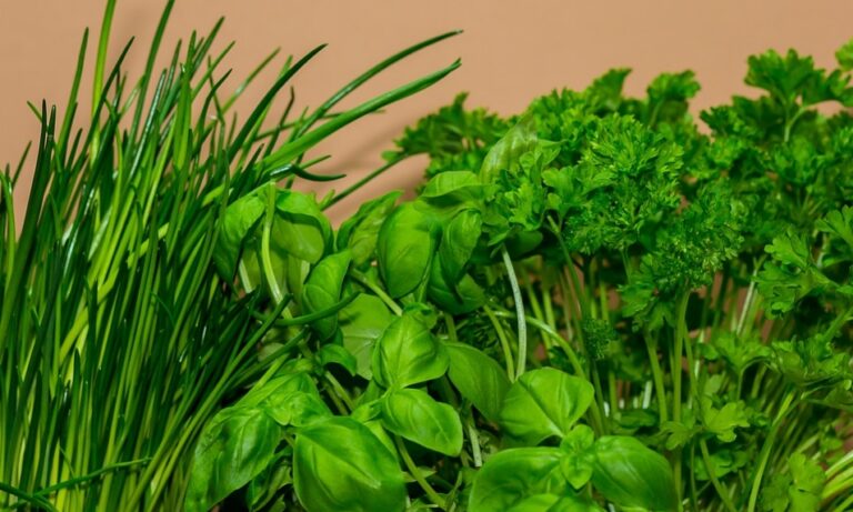 韭菜補腎降脂抗病又美容 食用禁忌你可知？