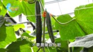 美麗心台灣：退休警員砸千萬元蓋溫室 樂當有機新農夫