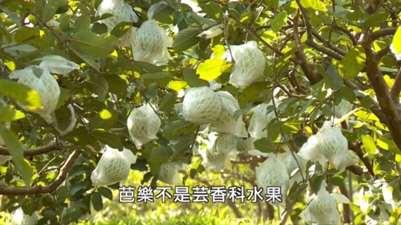 【廣告】美麗心台灣-有機水果培育