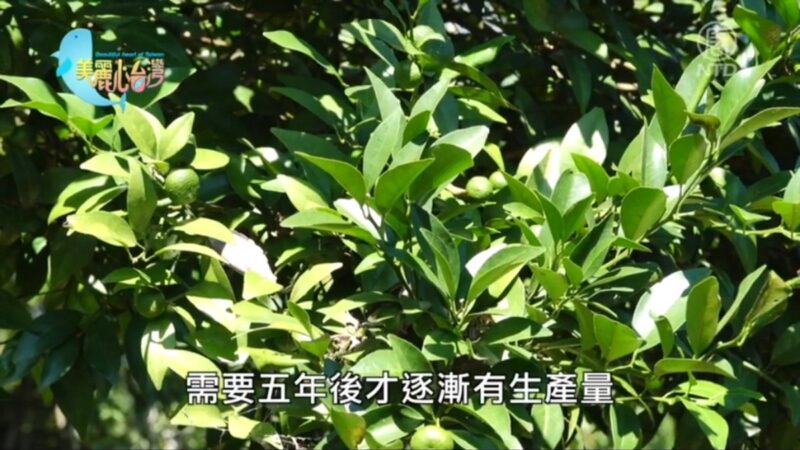 美麗心台灣：高山原生香檬 吳國賓堅持自然農法