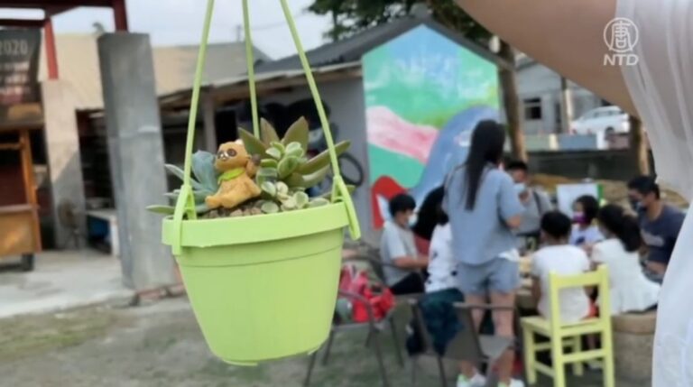 多肉植物怎麼種？園藝治療師分享訣竅