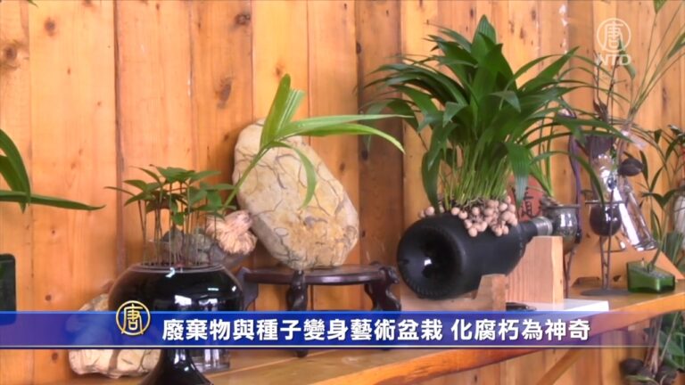 廢棄物+種子變身藝術盆栽 化腐朽為神奇