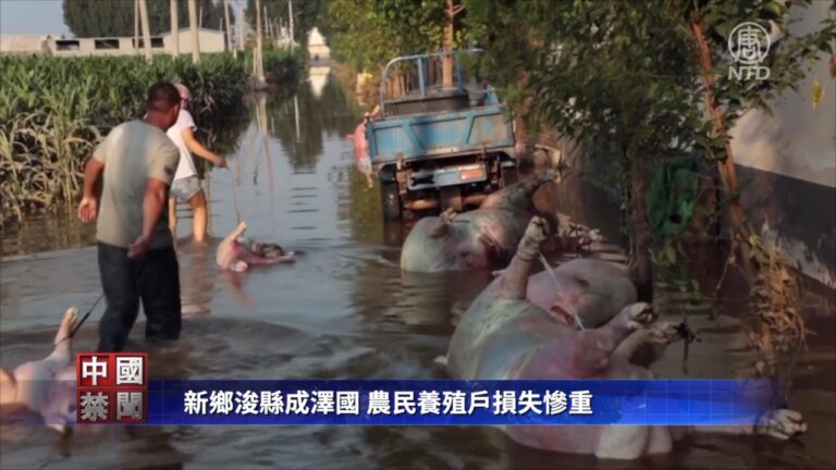 【禁聞】新鄉浚縣成澤國 農民養殖戶損失慘重
