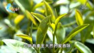美麗心台灣：台灣茶葉改良場 扭轉各地特色品種茶