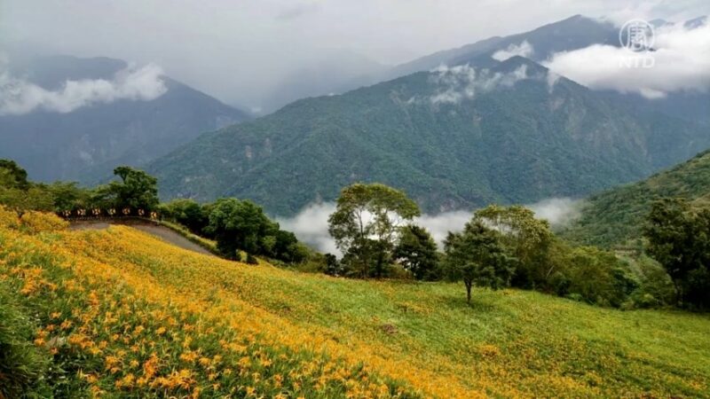 太麻里金針山開滿開好 遊客直呼漂亮