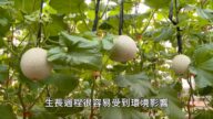 【廣告】美麗心台灣