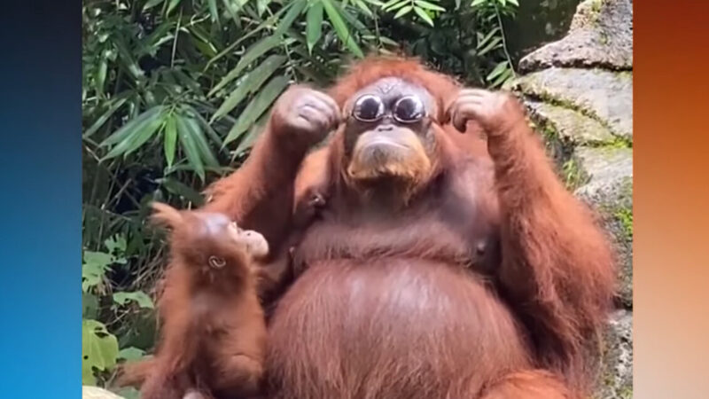 一臉酷樣 紅毛猩猩戴太陽眼鏡影片爆紅