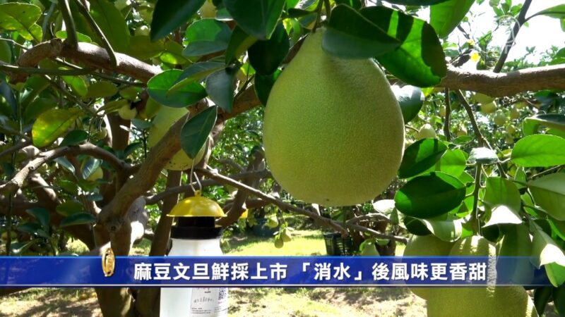 麻豆文旦鮮採上市 「消水」後風味更香甜