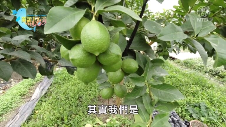 美麗心台灣：有機檸檬的殺手星天牛 林韋宏有妙方