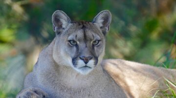 5歲男童遭美洲獅狠咬拖行 母徒手搏鬥救兒一命