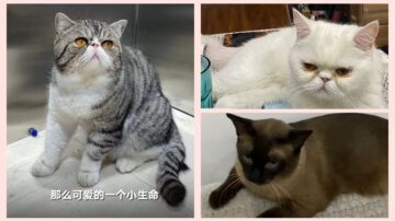 哈尔滨3只宠物猫检测阳性 被强制安乐死