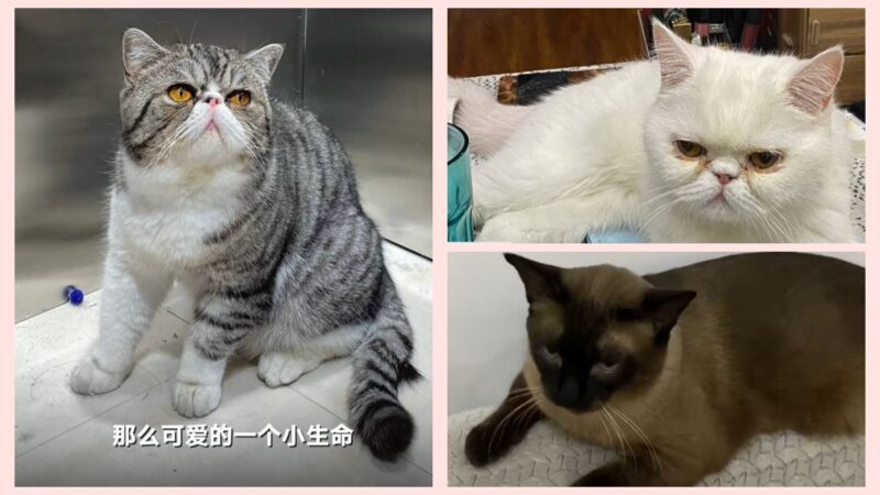 哈尔滨3只宠物猫检测阳性 被强制安乐死
