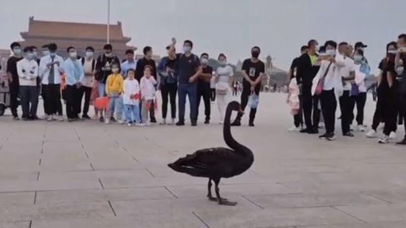 中南海怕啥來啥？黑天鵝突降天安門廣場(視頻)