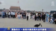 驚動四方 一隻黑天鵝突現天安門廣場