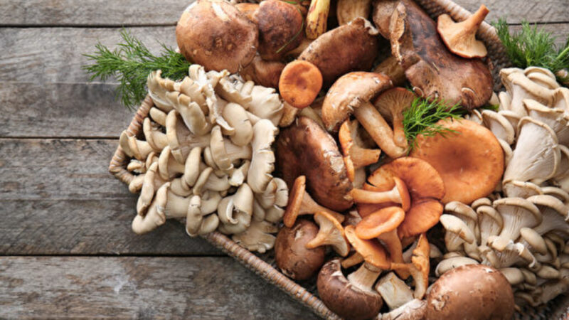 干蘑菇与鲜蘑菇 想做的料理用哪种菇好？