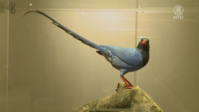 野鳥木雕大師  擬真還原戶外生態之美