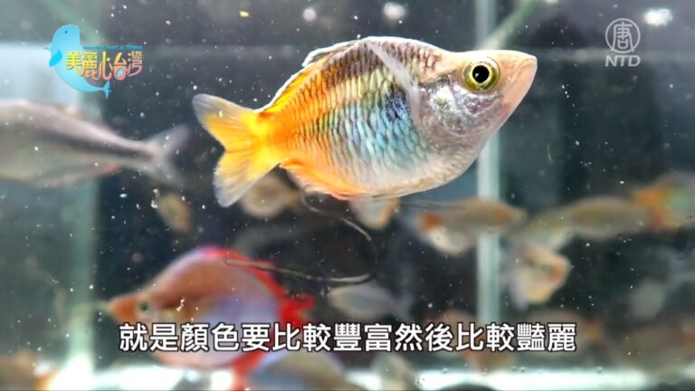 美麗心台灣：魚場經營眼光獨到 劉譽羲兼顧理想與現實