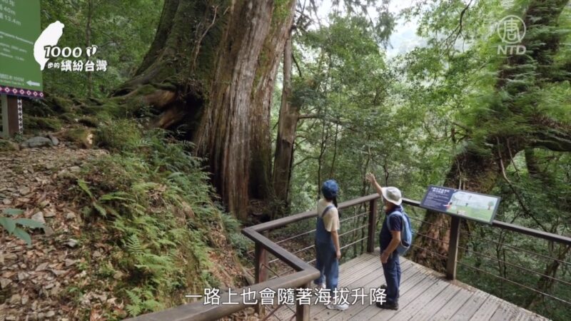 1000步的缤纷台湾：桃园拉拉山 仰望千年神木群