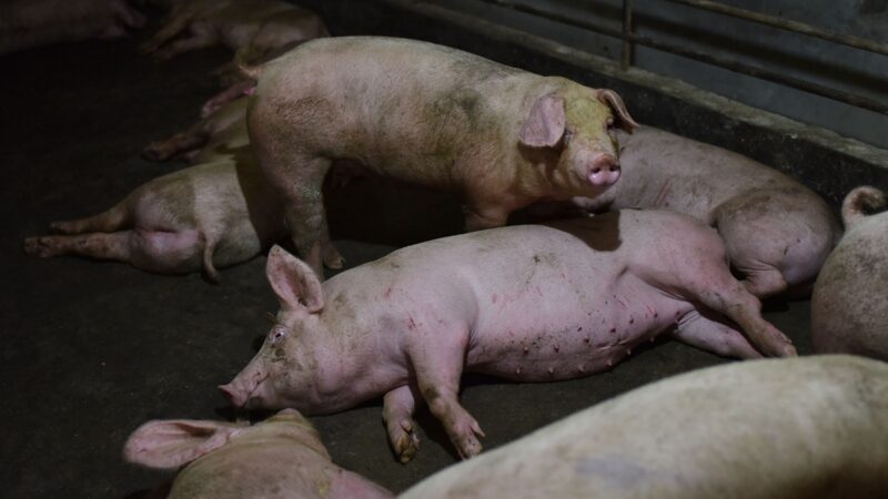 中国养猪业龙头也爆雷 牧原32家子公司票据逾期