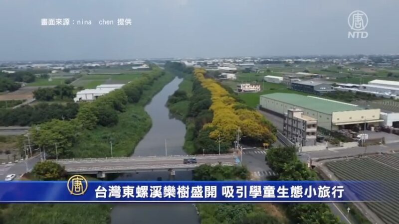 台湾东螺溪栾树盛开 吸引学童生态小旅行