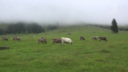 山牧季移 延續千年的阿爾卑斯山牧牛傳統