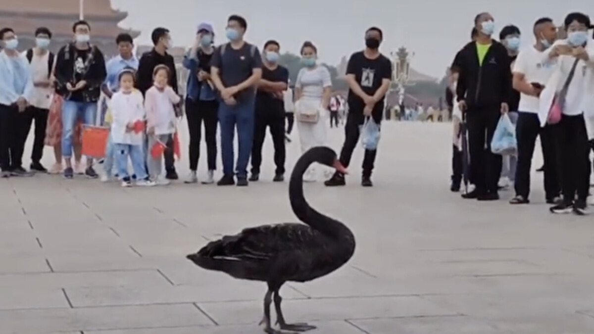 【今日點擊】不詳預兆？天安門飛來黑天鵝