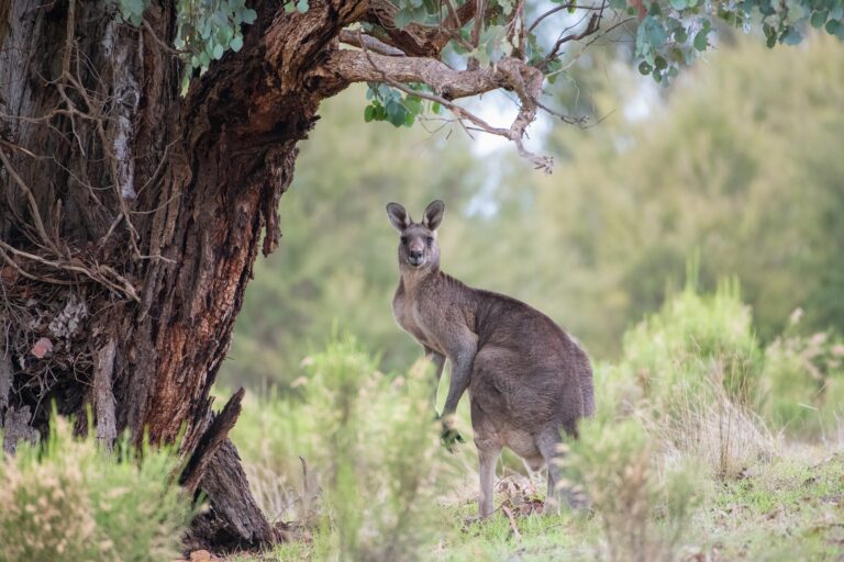袋鼠獲救後向恩人「握手致謝」 視頻爆紅