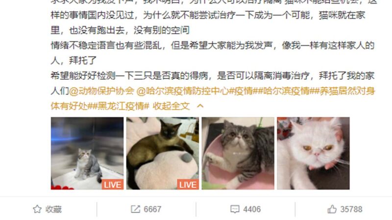 黑龙江3只确诊猫被处安乐死 网友怒批“粗暴野蛮”