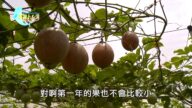 美丽心台湾：草 土壤与堆肥探讨