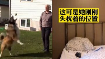 女子半夜被狗吵醒 剛起床一顆隕石砸到枕頭上