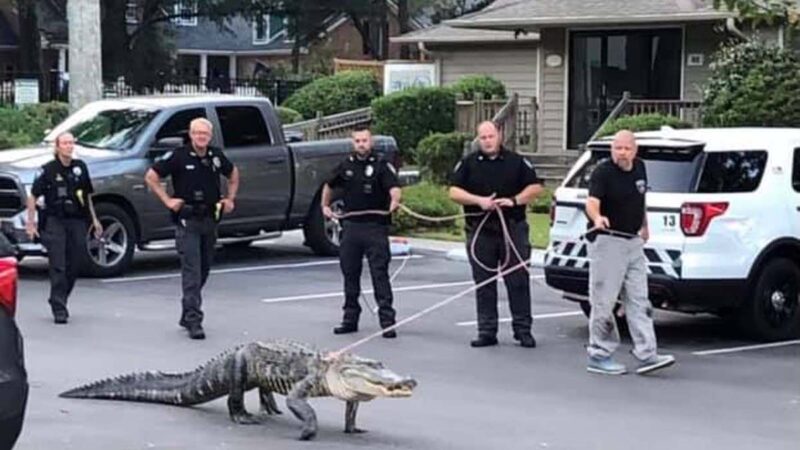 罕見一幕！美國警察「遛鱷魚」
