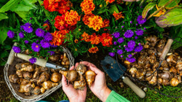 5种秋季种植的花 让来年春夏庭院缤纷灿烂