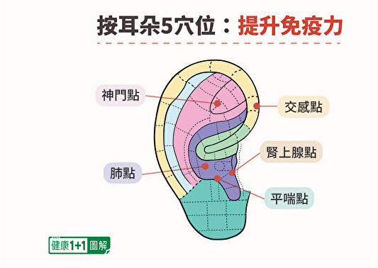 按按耳朵提升免疫力、减肥！1方法效果最好